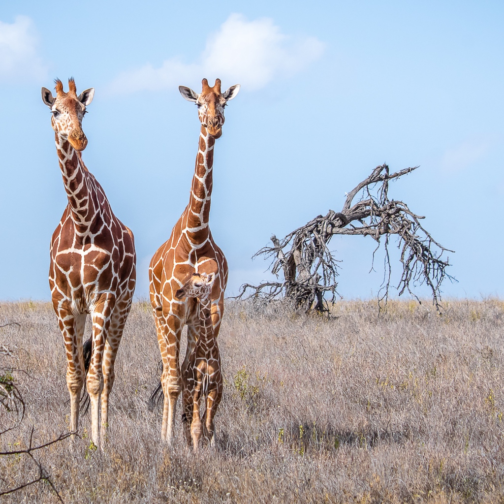 Два жирафа идут по сухой траве в саванне 