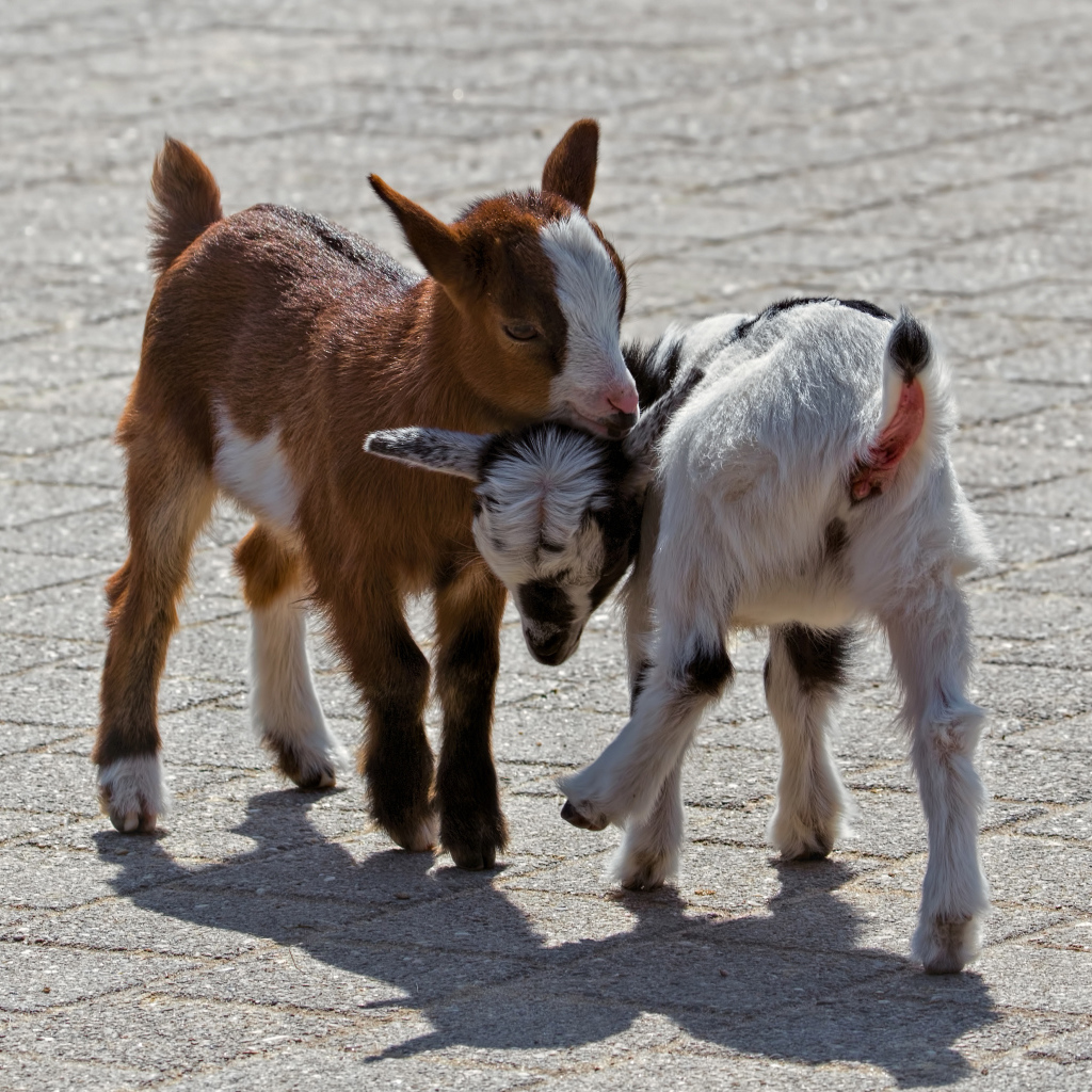 Два маленьких козленка играют