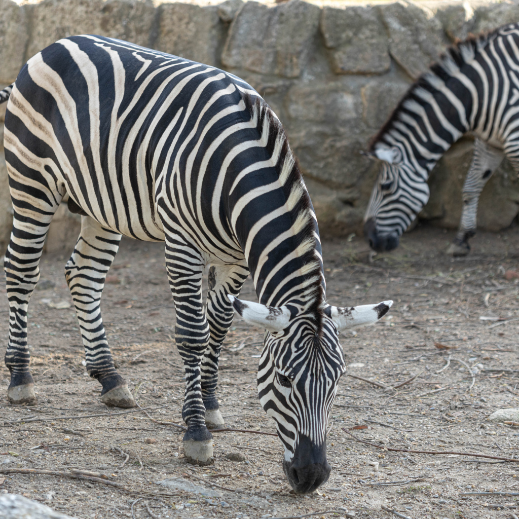 Две полосатые зебры в зоопарке