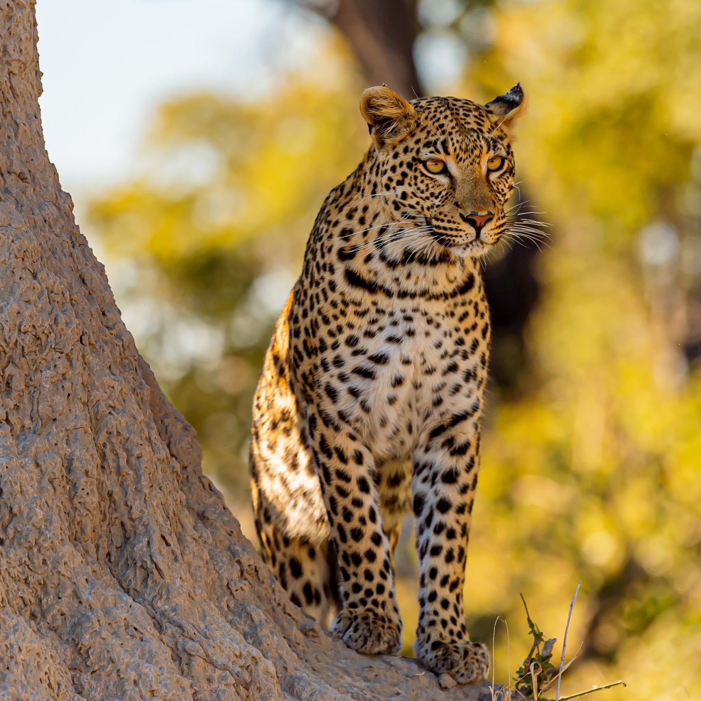Большой леопард сидит у дерева в лучах солнца