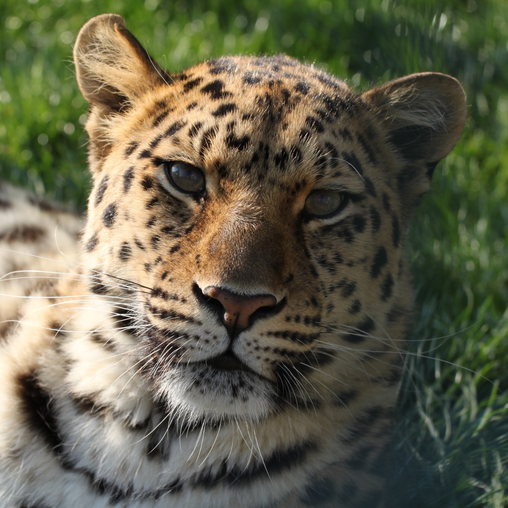 Большой пятнистый леопард лежит на зеленой траве 