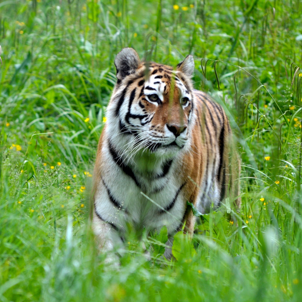 Большой полосатый бенгальский тигр идет по зеленой траве