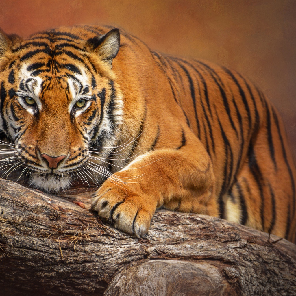 Большой полосатый тигр сидит на сухом дереве 