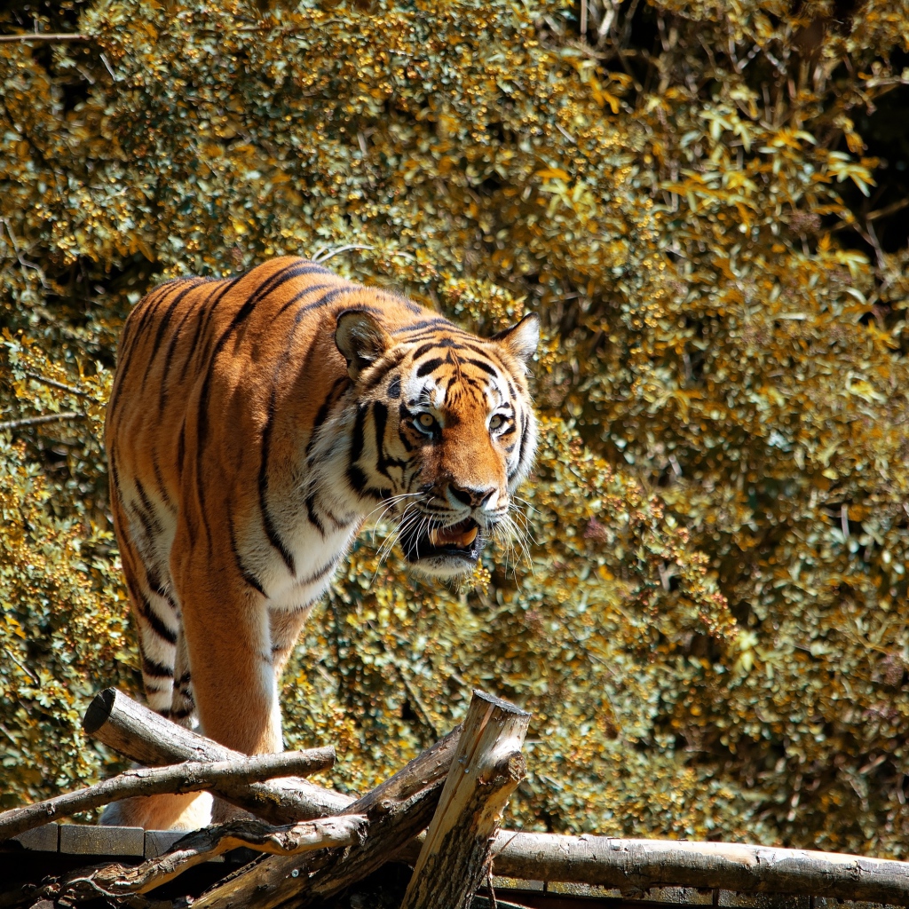 Большой полосатый тигр стоит на деревянном мосту