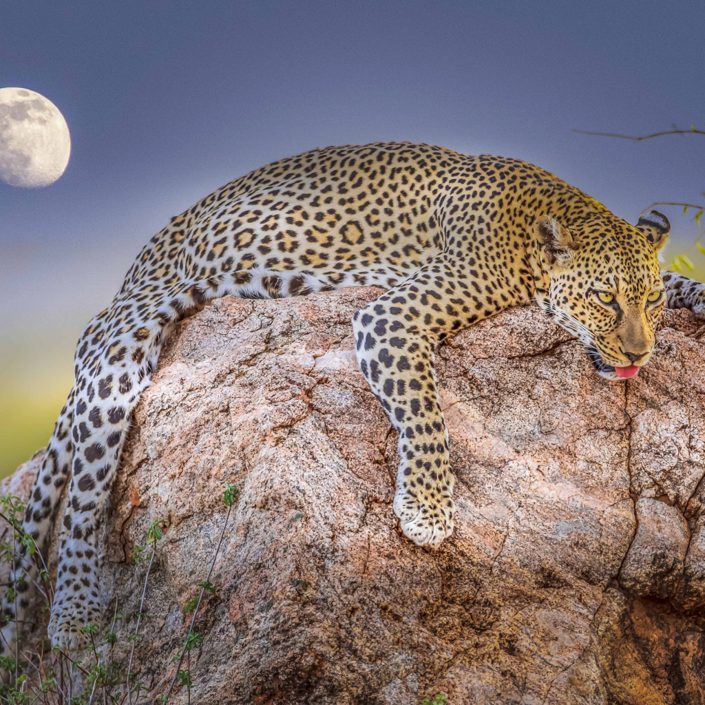 Уставший леопард лежит на камне на фоне луны 