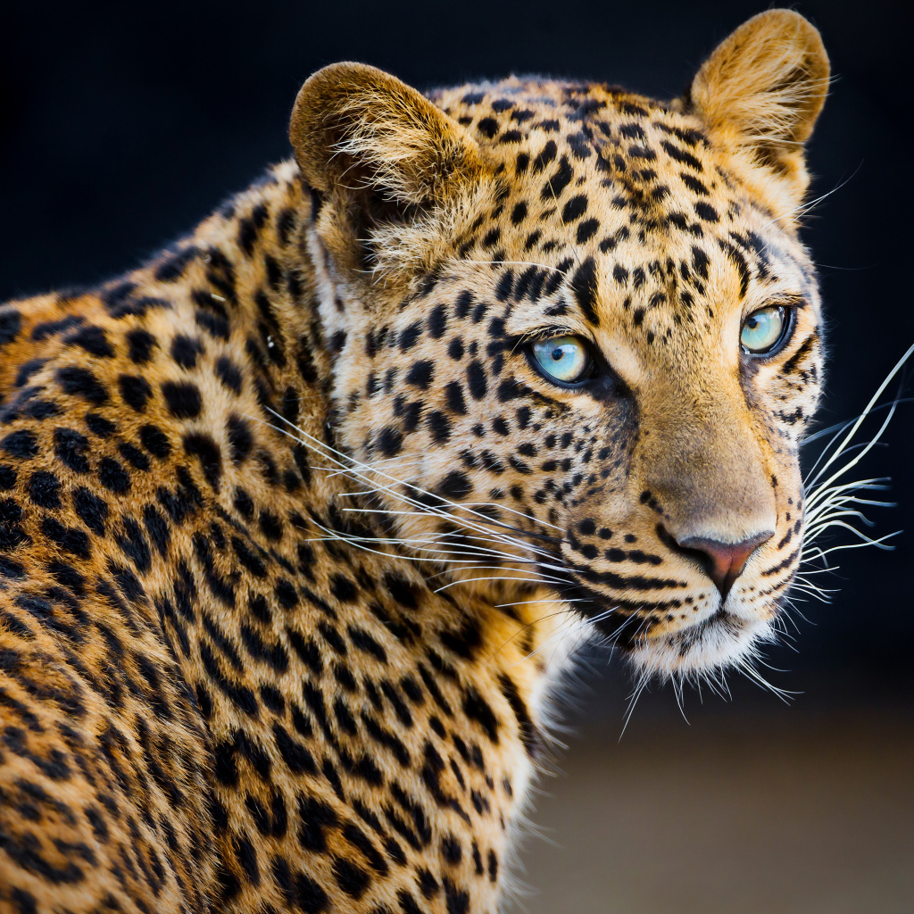 Красивый пятнистый леопард 