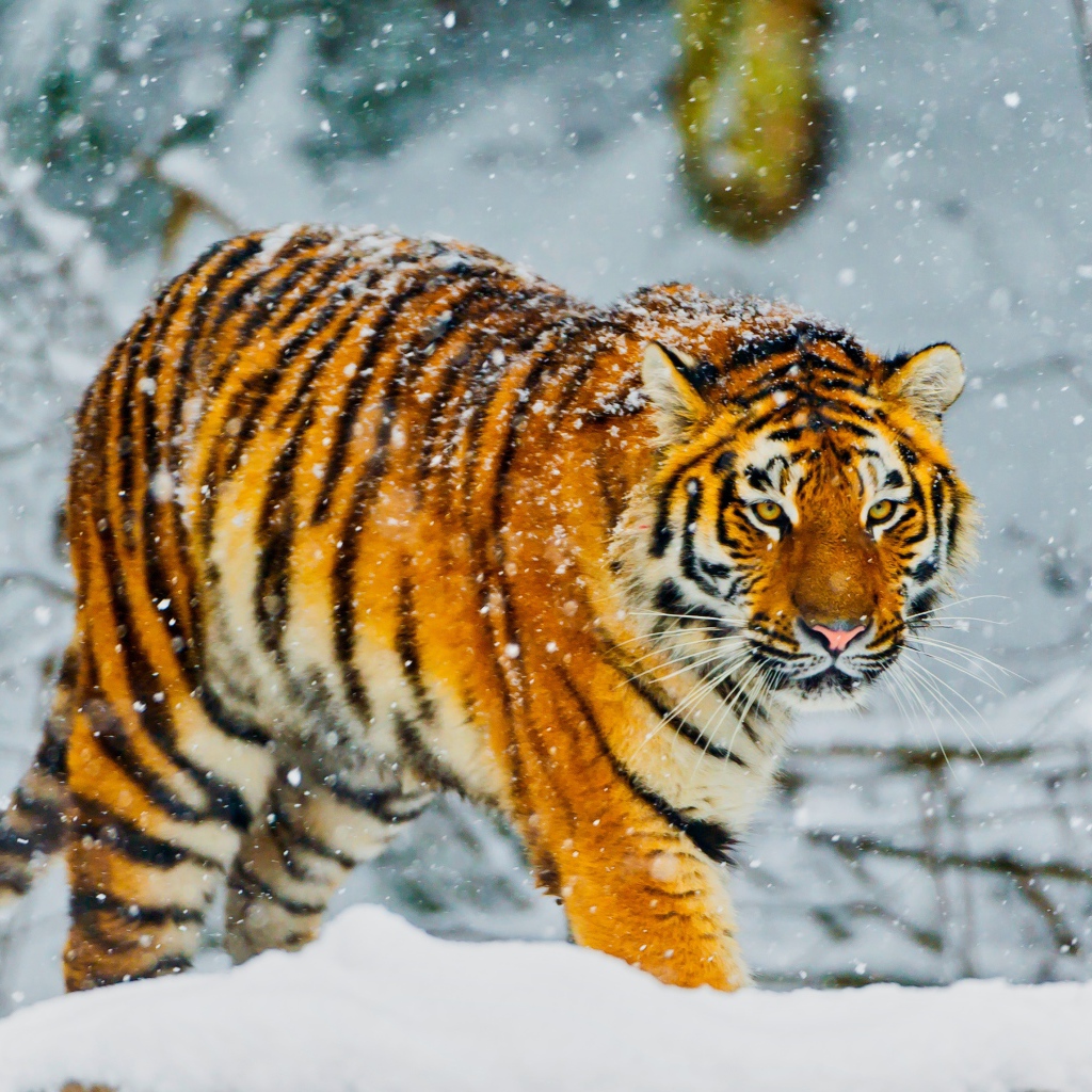 Большой амурский тигр идет по заснеженному лесу