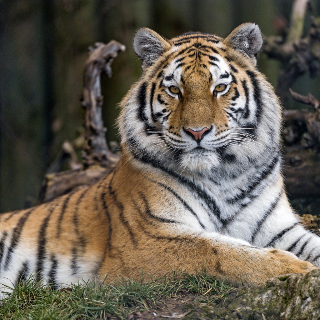 Большой бенгальский тигр лежит на траве в зоопарке