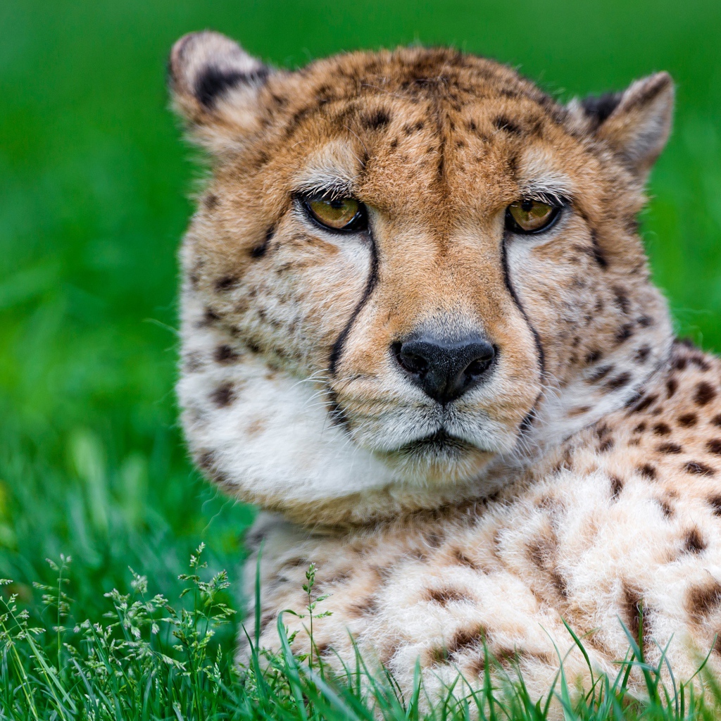 Большой гепард лежит на зеленой траве крупным планом