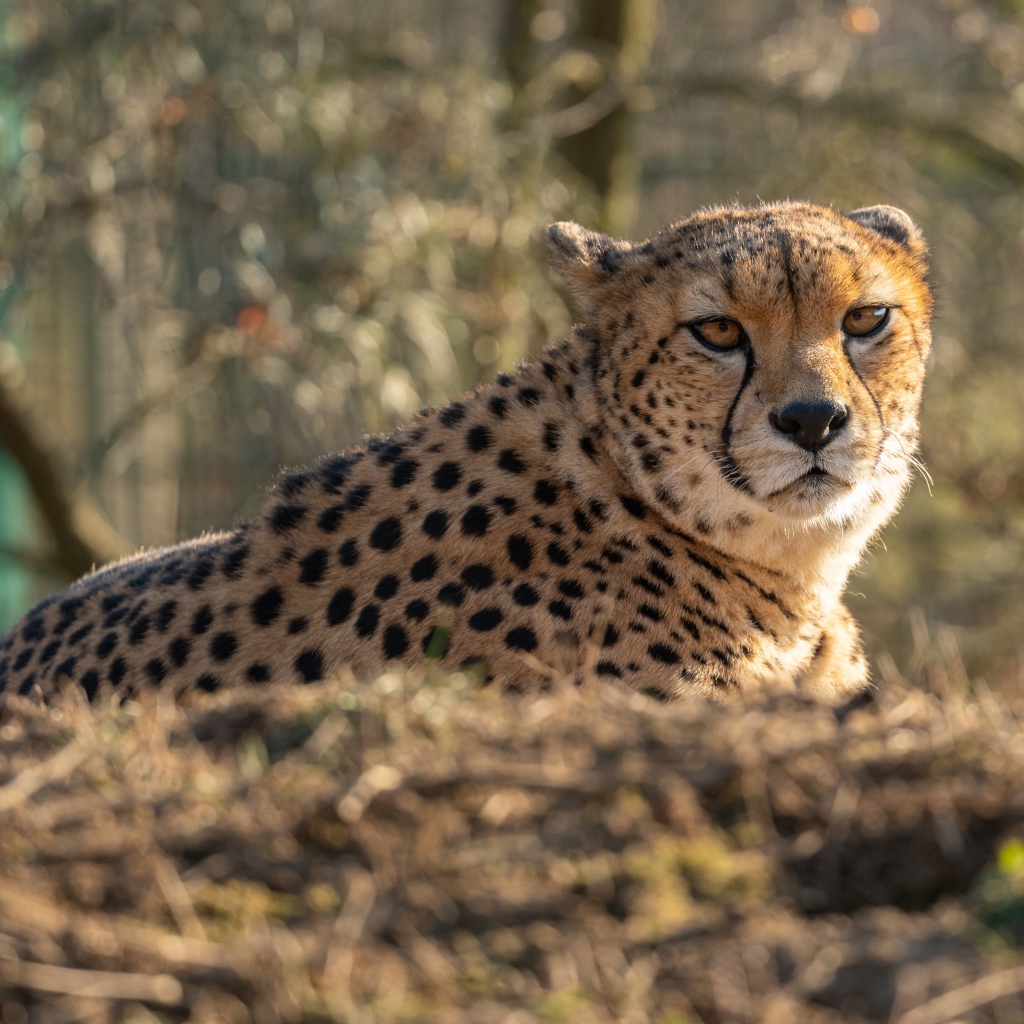 Большой гепард лежит на траве в лучах солнца