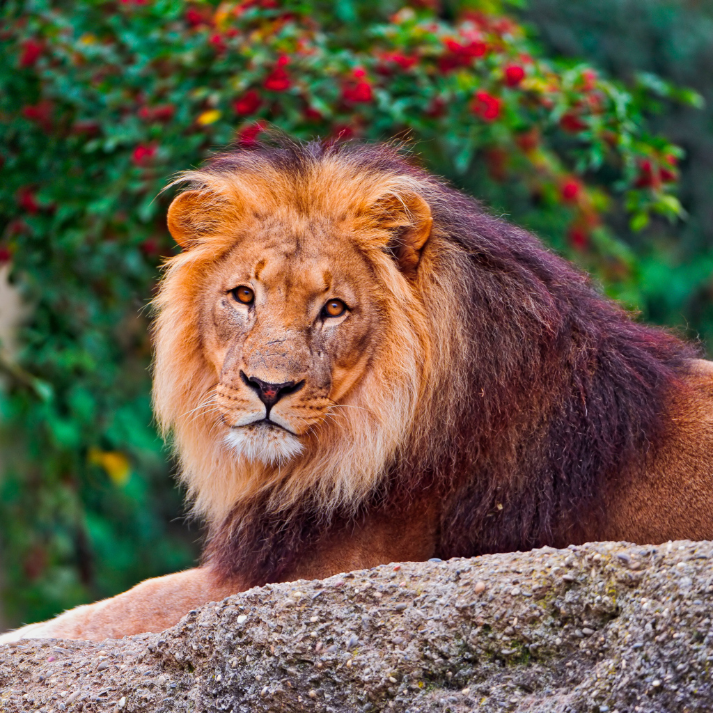 Большой король лев лежит на камне в зоопарке 