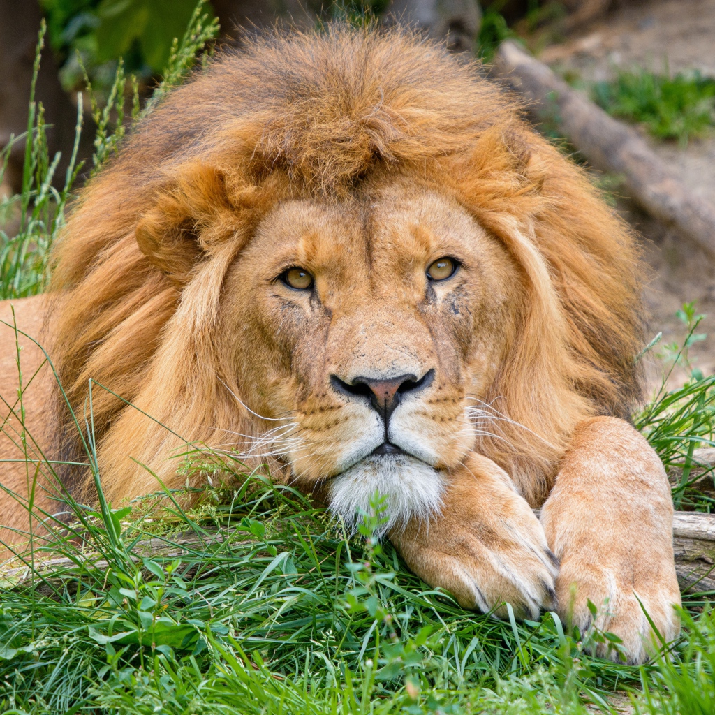 Большой лев лежит на зеленой траве 