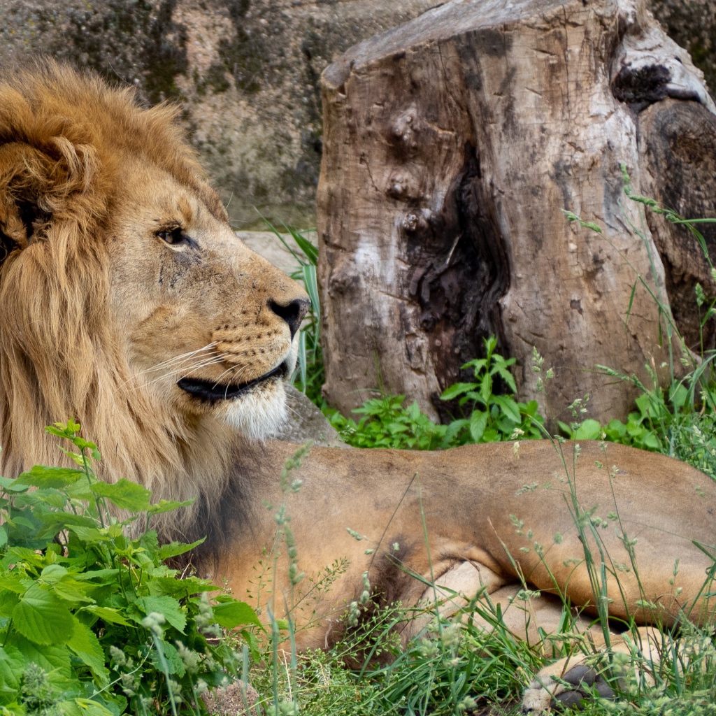 Большой лев лежит на зеленой траве у дерева 