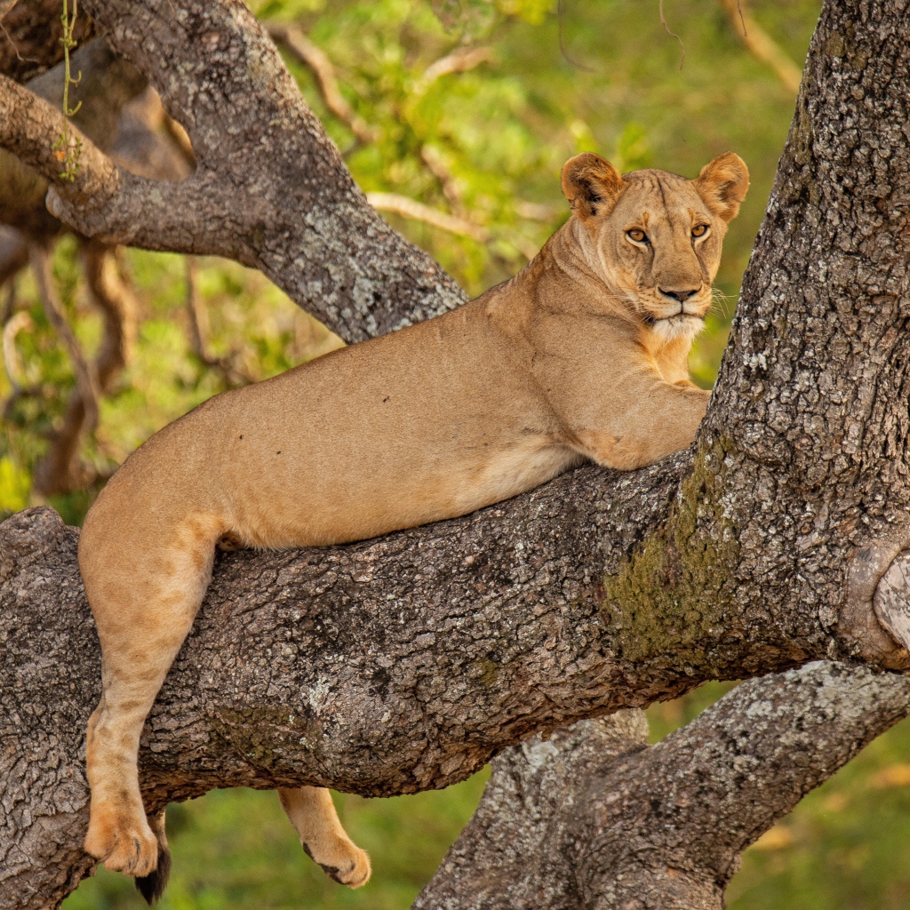 Большая львица лежит на ветке дерева 