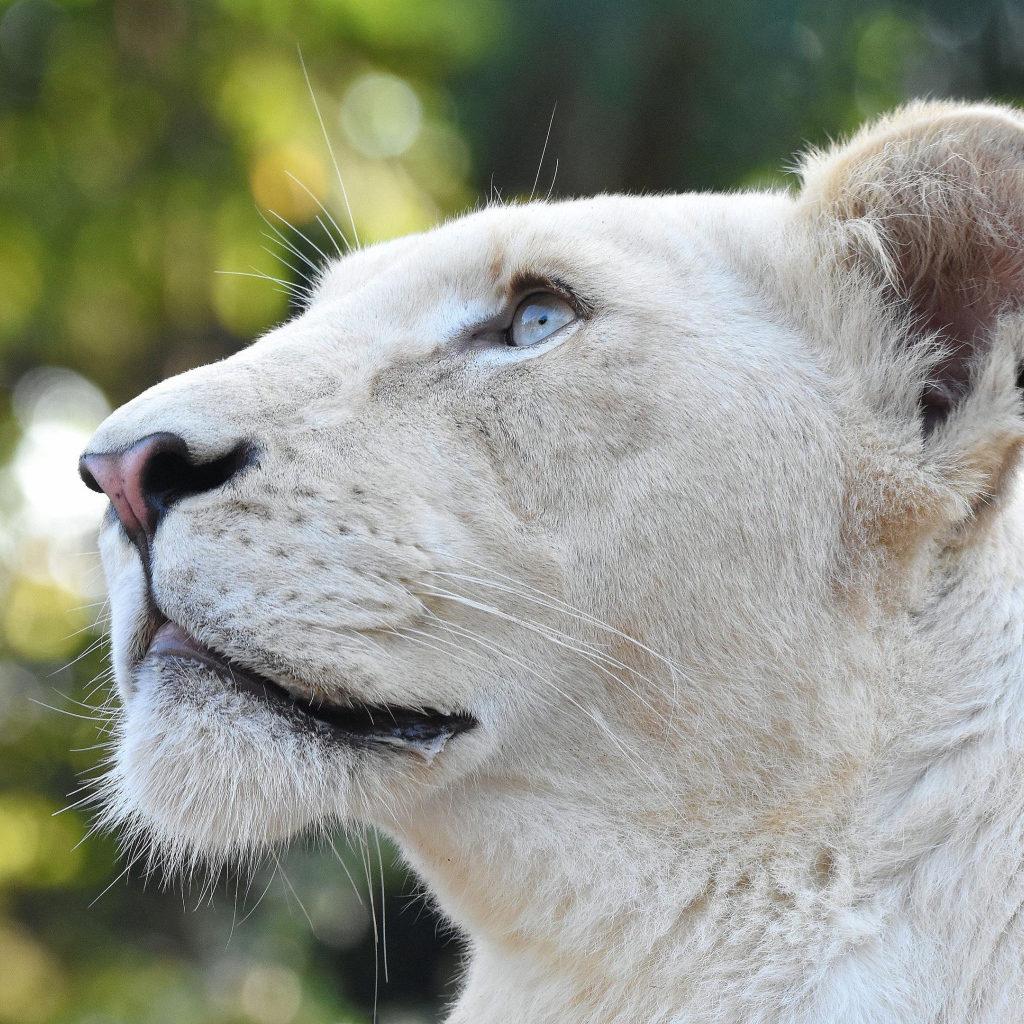 Большая львица с голубыми глазами смотрит вверх 