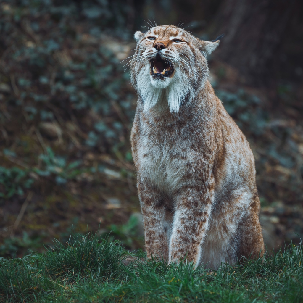 Большая рысь кричит в лесу 