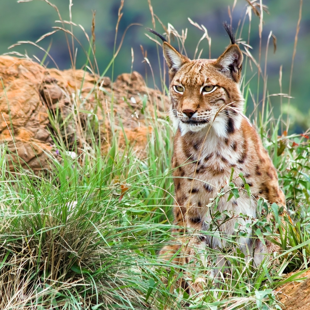 Большая рысь с кисточками на ушах сидит в траве