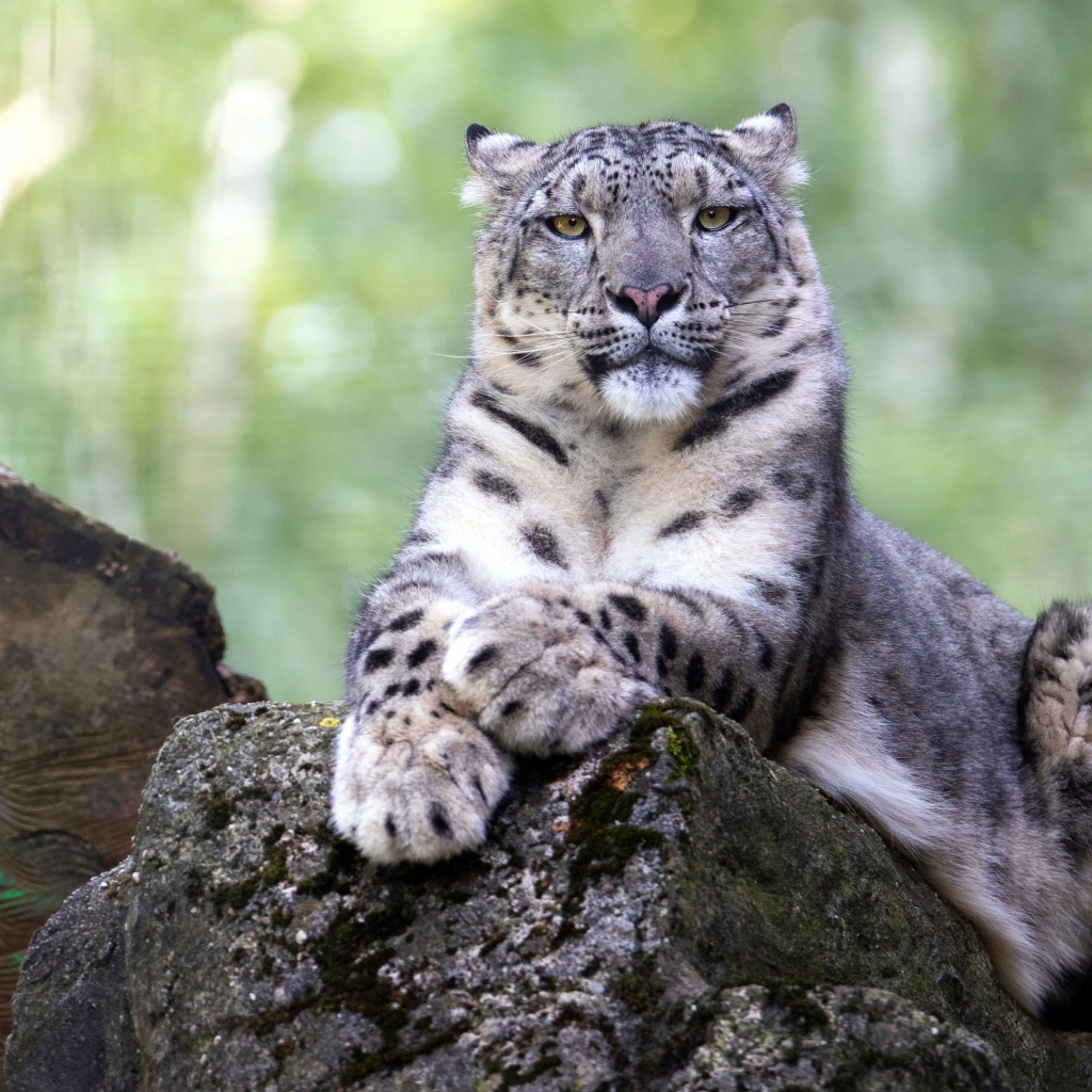 Большой снежный барс лежит на камне
