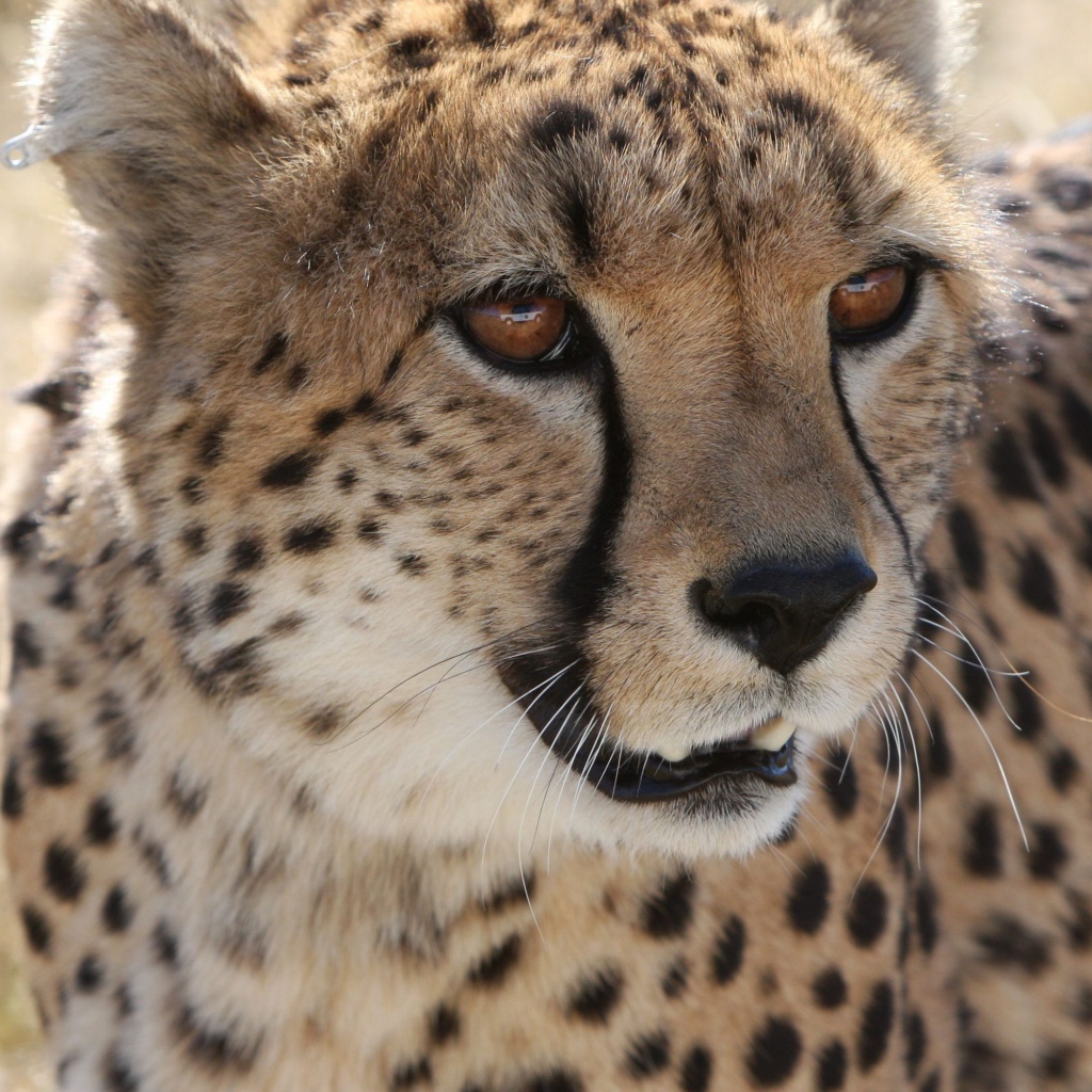 Большой пятнистый гепард крупным планом