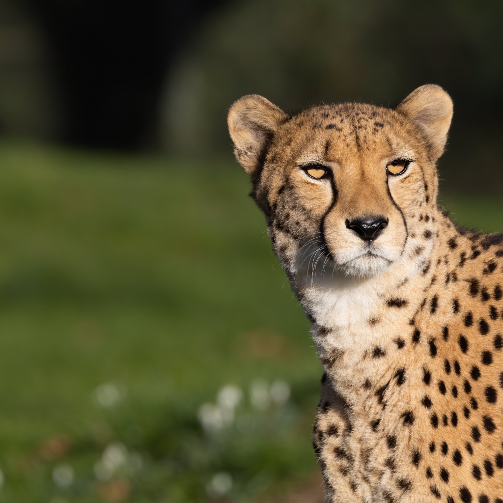 Большой пятнистый гепард в лучах солнца 