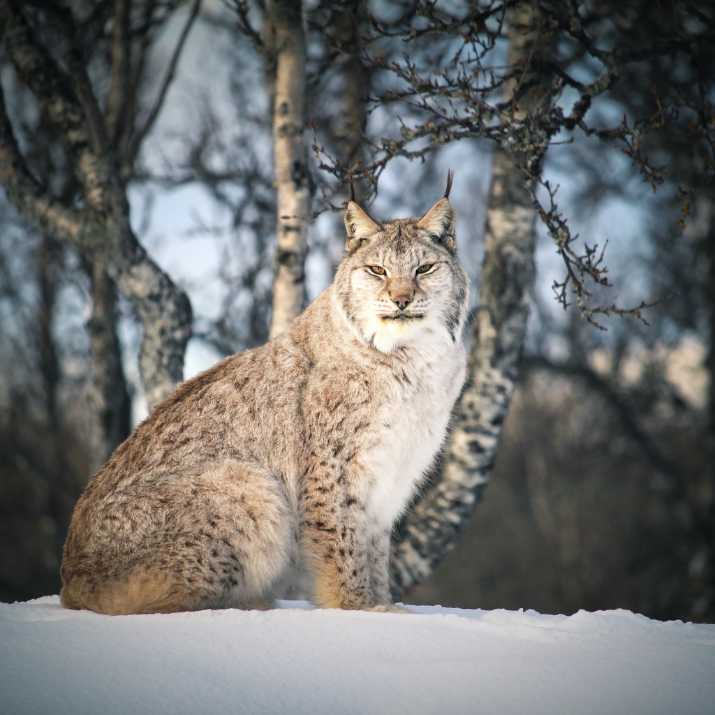 Большая суровая рысь сидит на снегу 