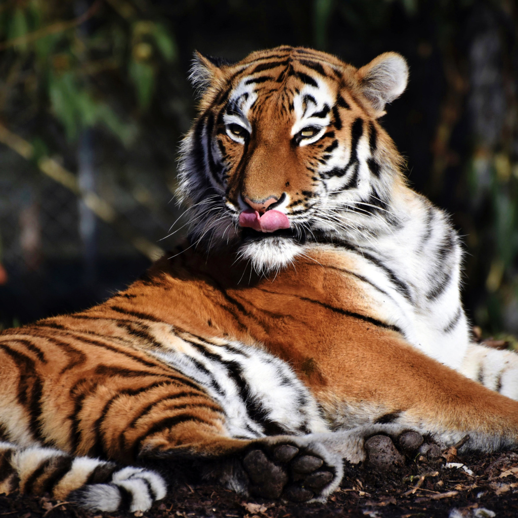 Большой полосатый тигр облизывает морду