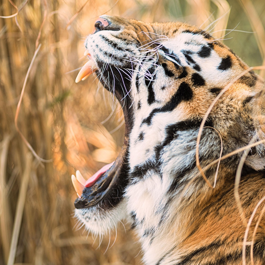 Большой полосатый тигр зевает в зарослях травы 