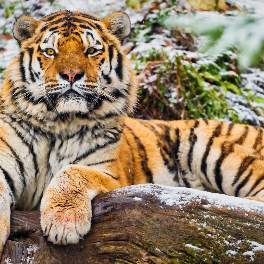 Большой тигр лежит на заснеженном сухом дереве