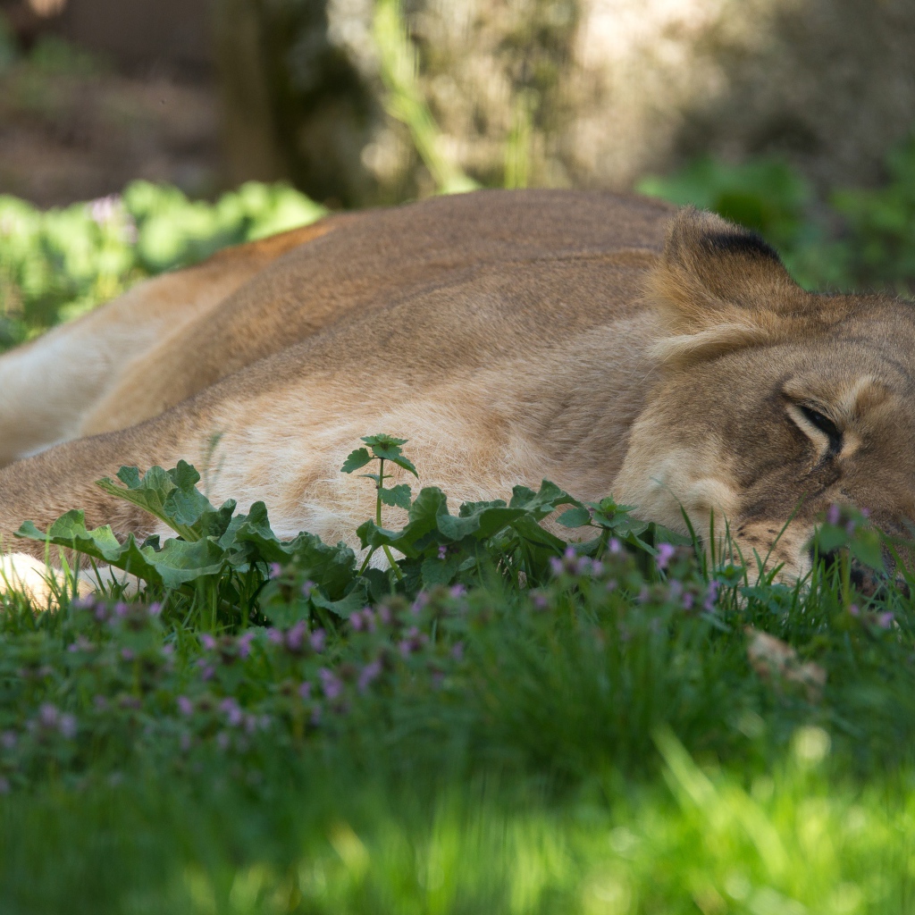 Большая уставшая  львица лежит на зеленой траве