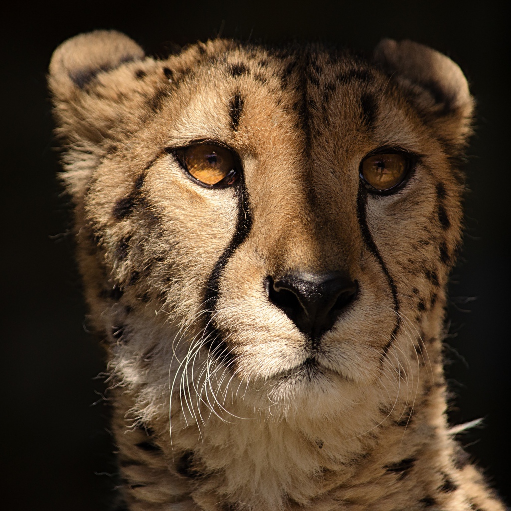 Cheetah face close up on black background