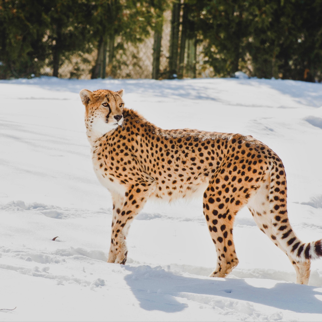 Cheetah stands in the snow at the zoo