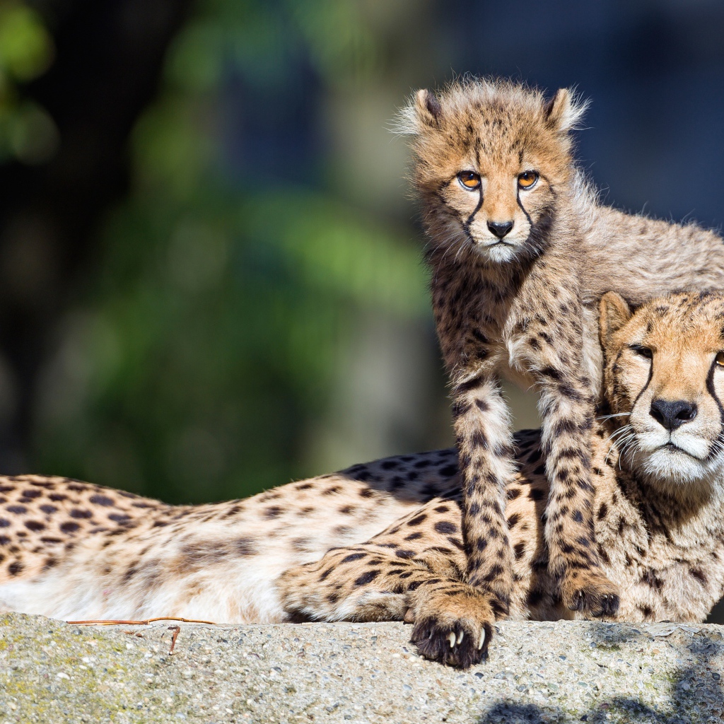 Гепард с детенышем лежат на камне 