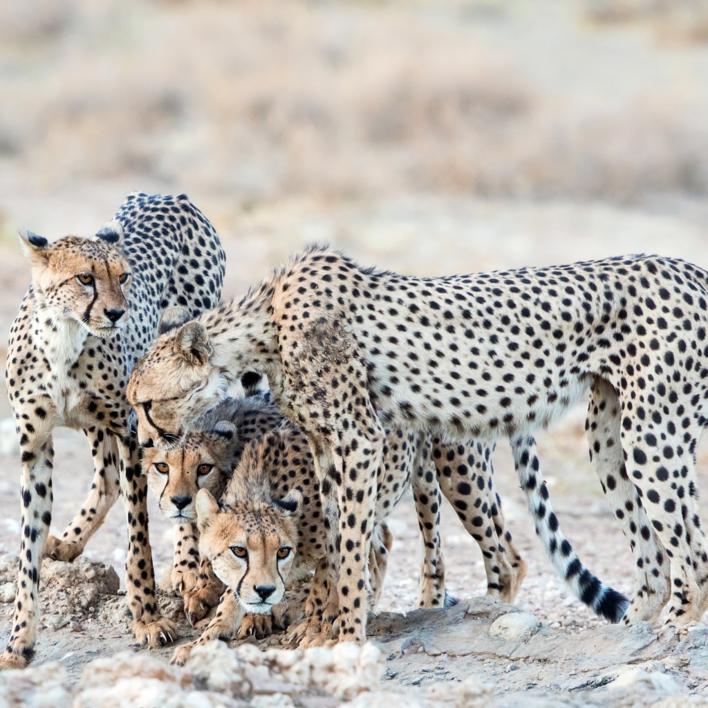 Cheetahs guard cubs