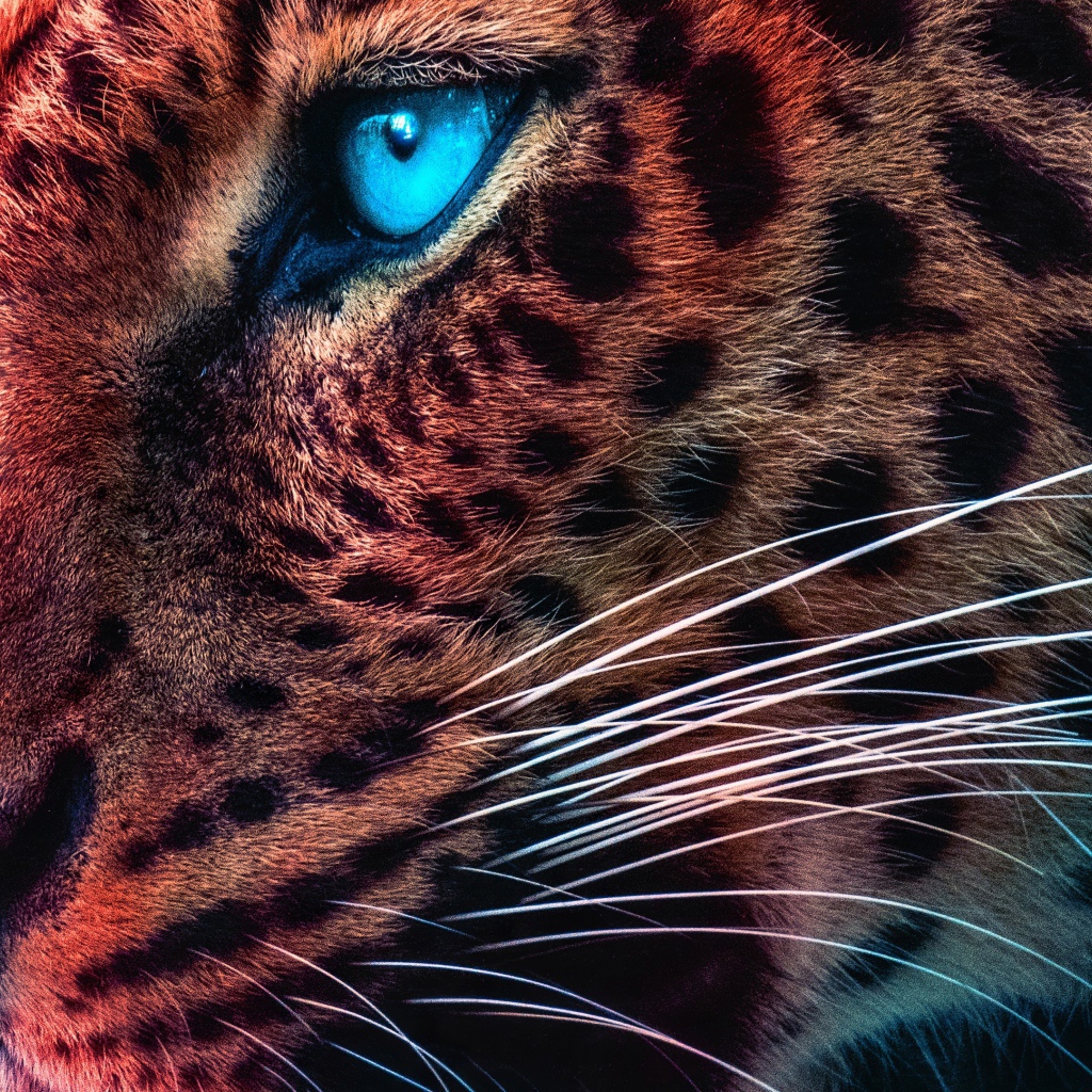 Морда голубоглазого леопарда крупным планом