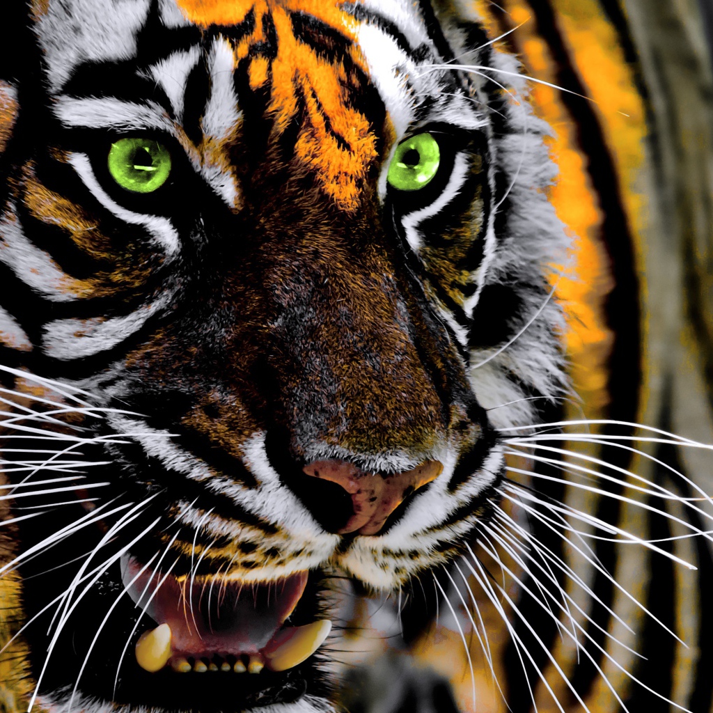 Зеленоглазый полосатый тигр с открытой пастью крупным планом