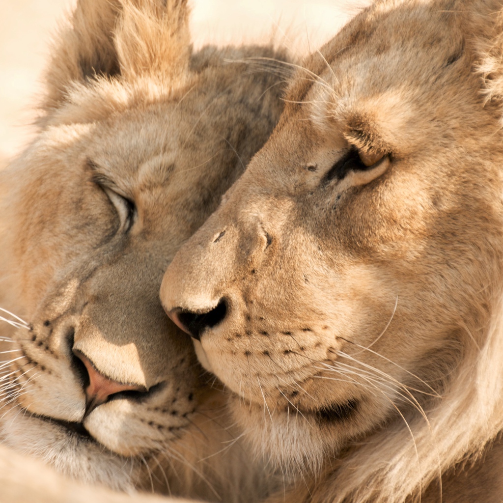 Enamored lion and lioness close up