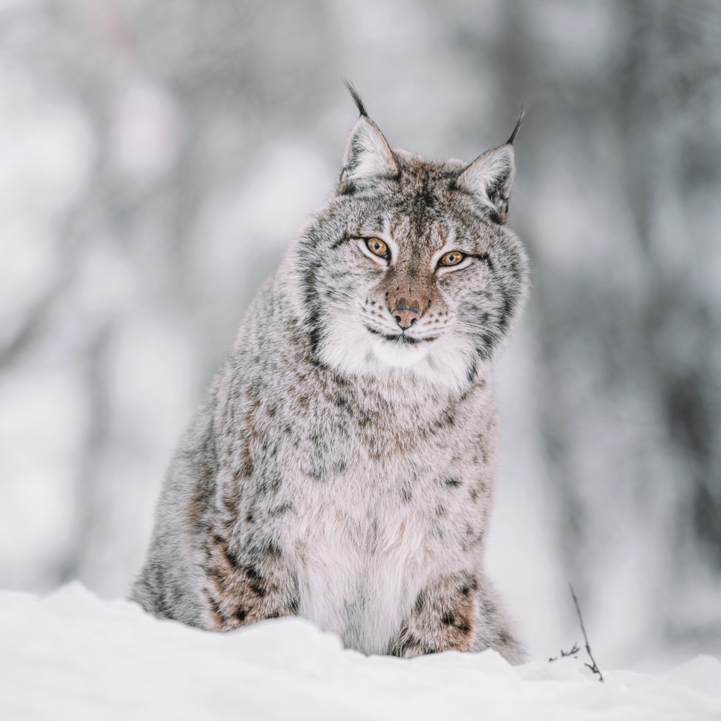 Серая рысь сидит на снегу 
