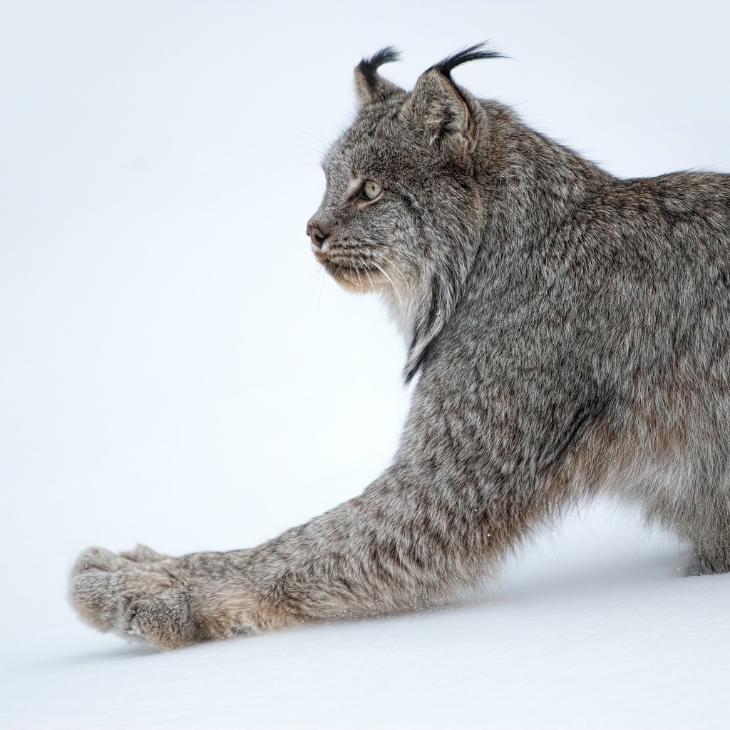 Большая хищная рысь на белом снегу