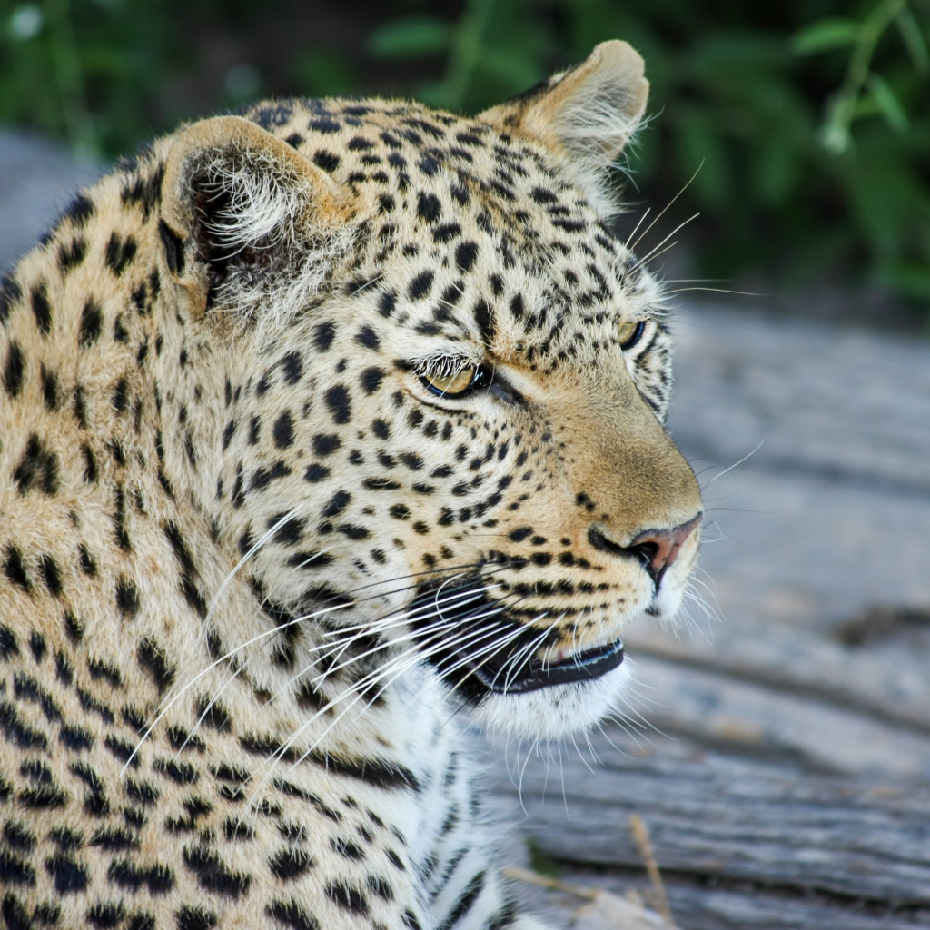 Большой пятнистый леопард отдыхает на земле 