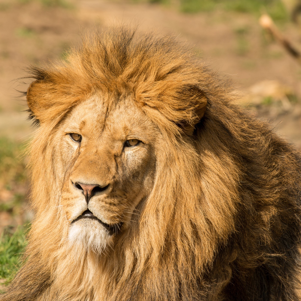 Морда льва с пышной гривой
