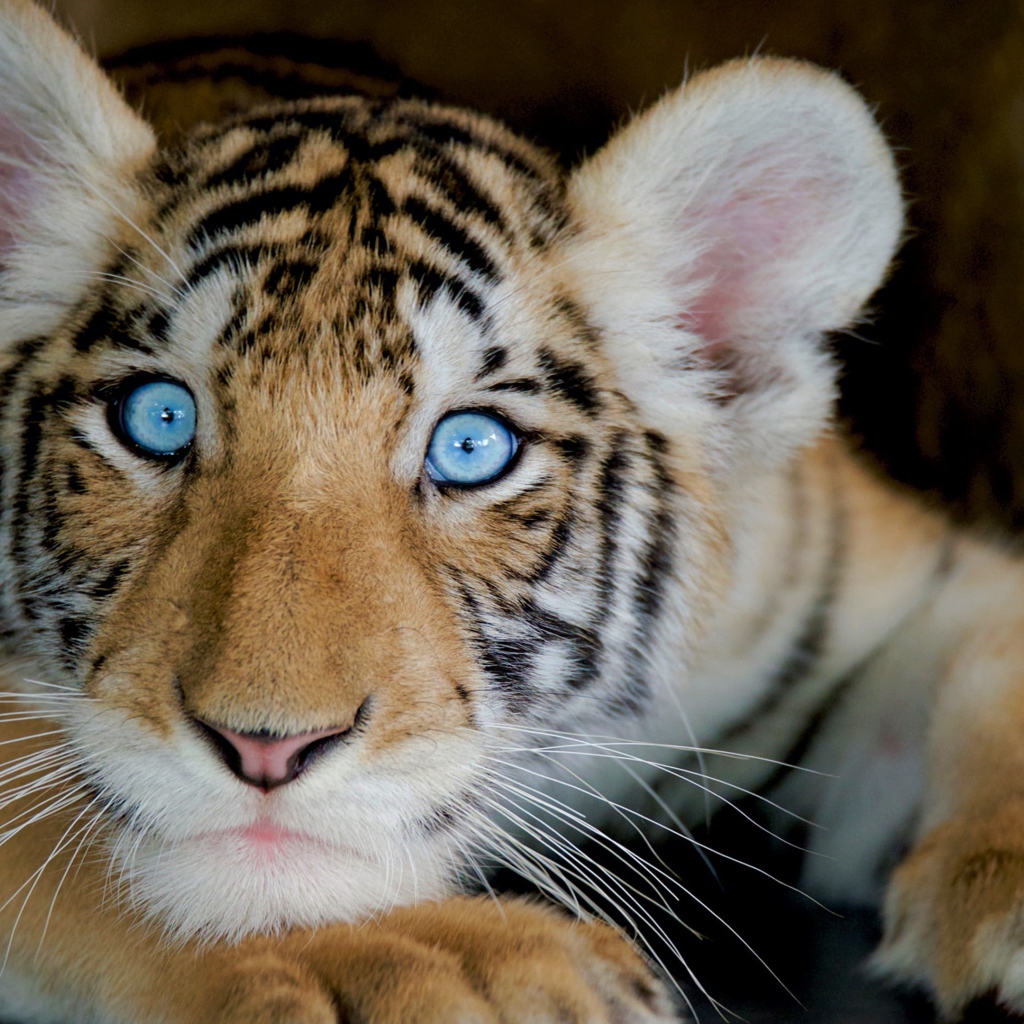 Маленький милый голубоглазый тигренок