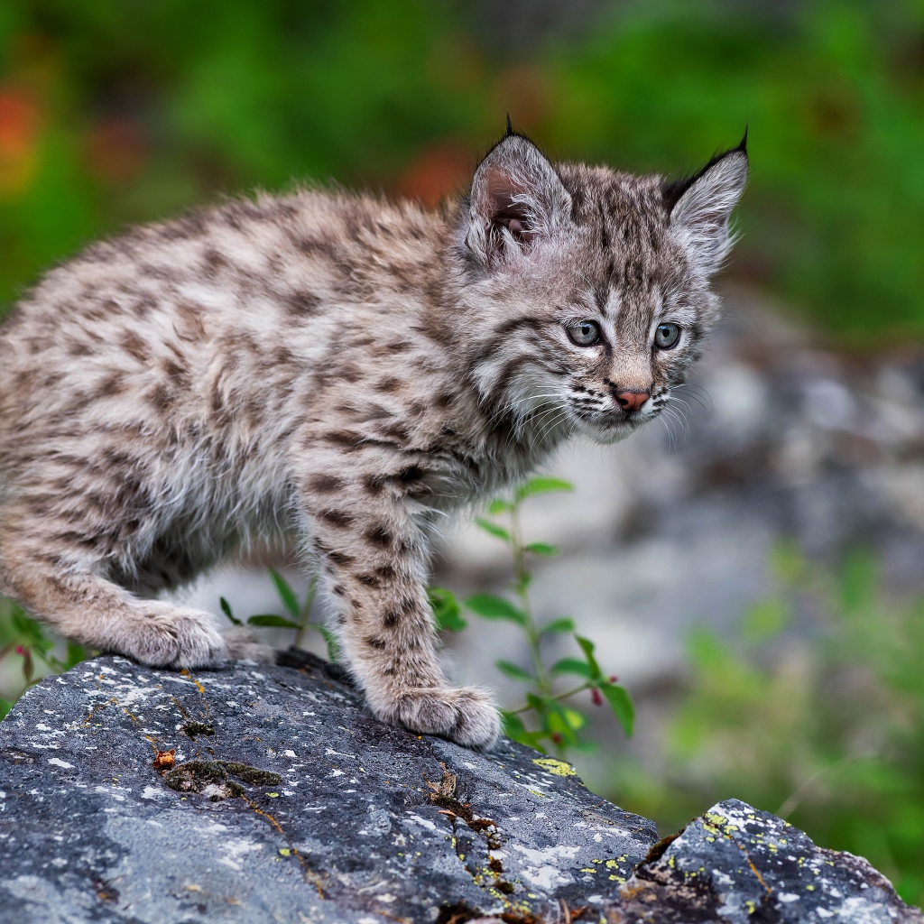 Маленький детеныш рыси стоит на камне