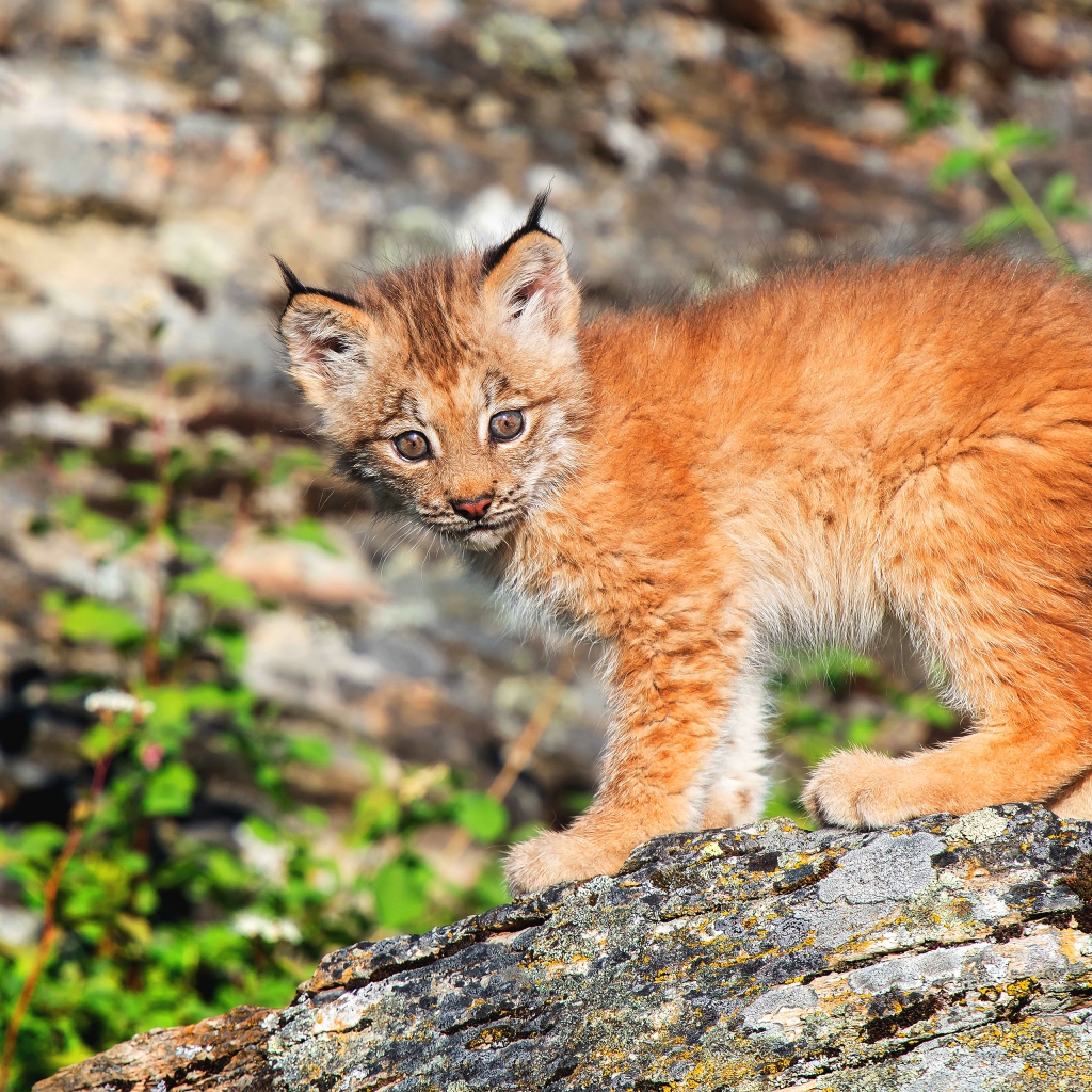 Детеныш рыси в лучах солнца на камне