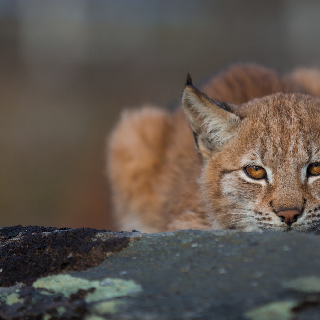 Рысь прячется на большом камне
