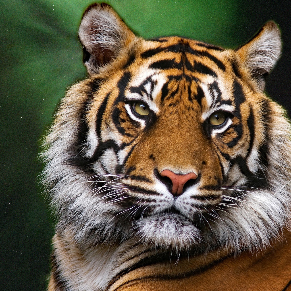 Морда большого полосатого тигра на зеленом фоне