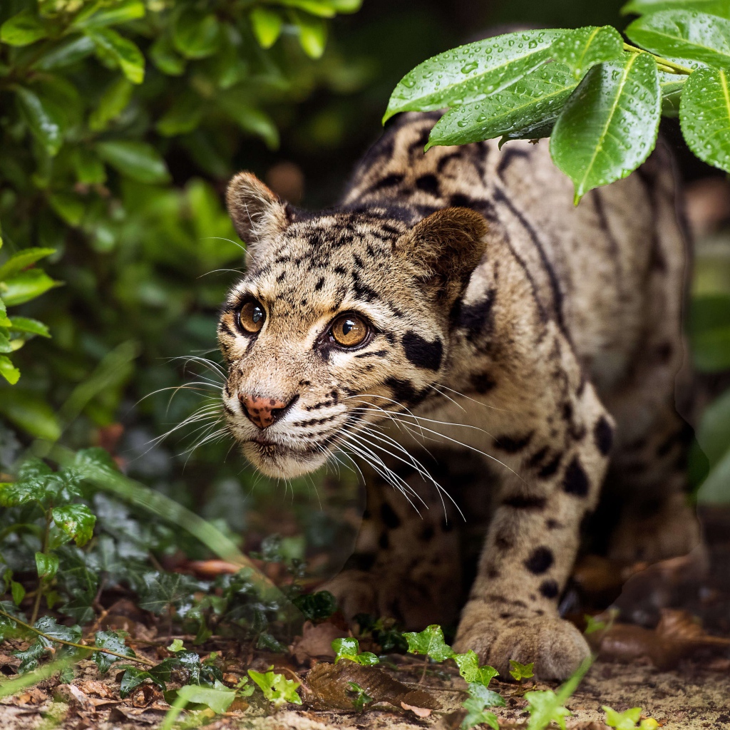 Хищный оцелот на охоте 