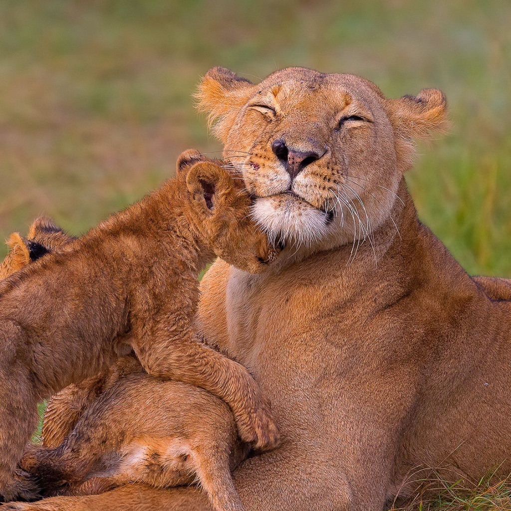 Довольная мама львица с львятами на траве
