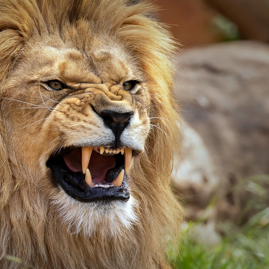 Острые клыки у грозного льва