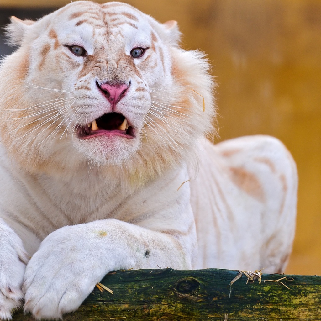 Острые клыки грозного белого тигра 