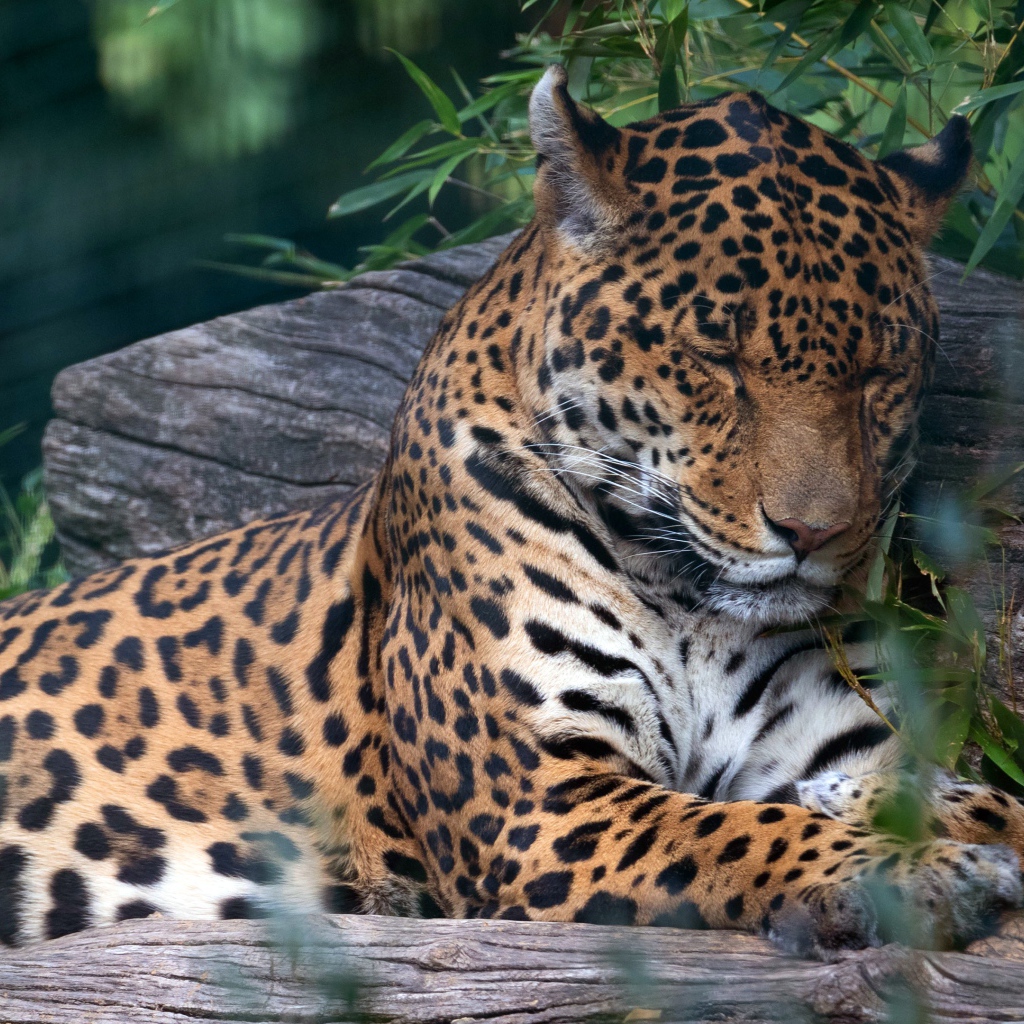 Пятнистый ягуар спит на дереве 